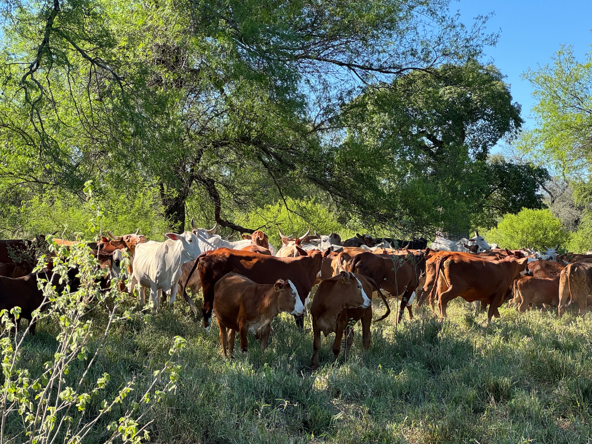 Regenerative Cattle Grazing in Chaco