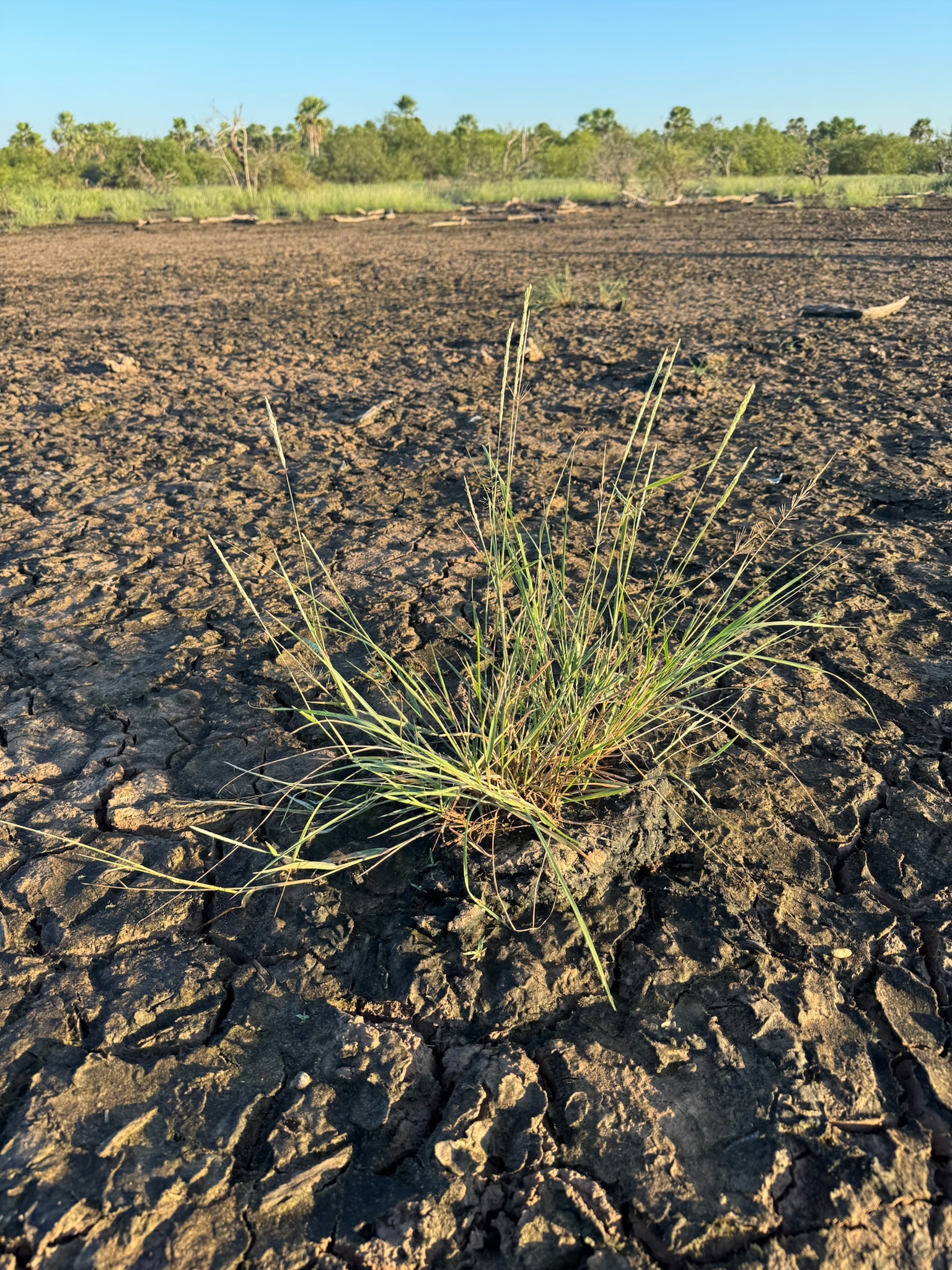 Perennial grass growth in drought
